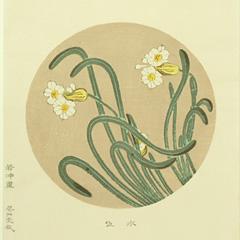 伊藤若冲　花卉天井絵　木版画 水仙