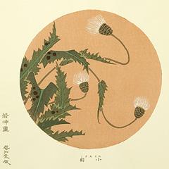 伊藤若冲　花卉天井絵　木版画　あざみ